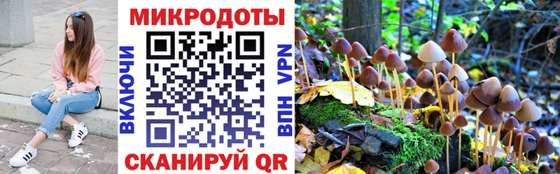 Псилоцибиновые грибы Psilocybine cubensis  Снежногорск 